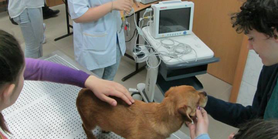Clinică-veterinară
